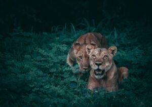 Two lions camouflaged in green foliage.