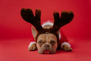 Dog in reindeer costume on red background.