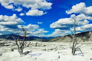 Barren landscape with dead trees under blue sky.