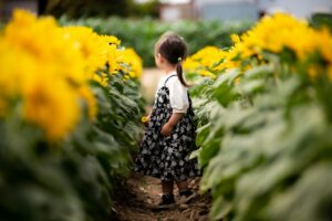 Child admiring sunflowers in a field.
