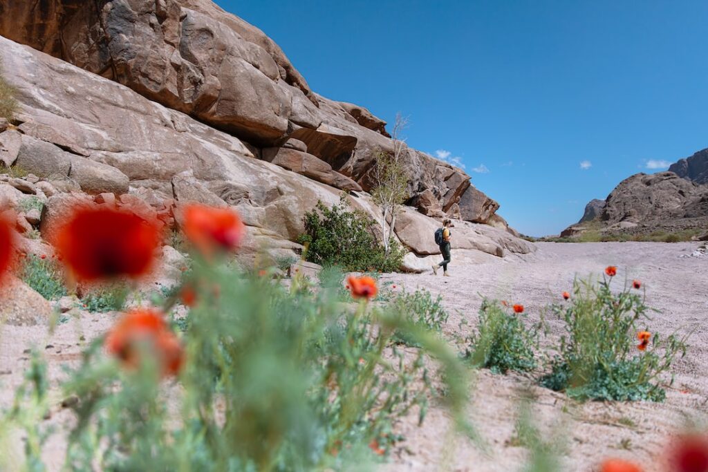 Person hiking in desert with blooming poppies.