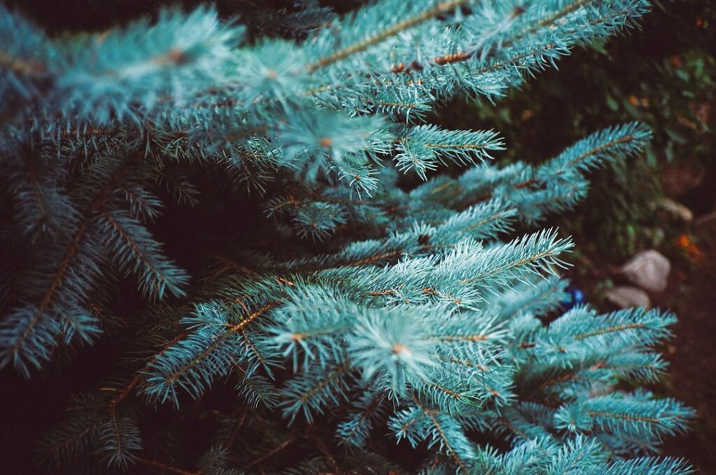 Close-up of blue spruce tree foliage.