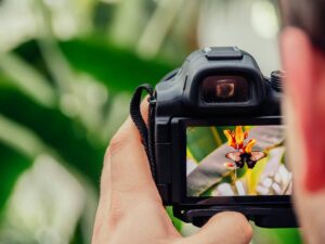 Photographer capturing butterfly on flower through camera viewfinder.