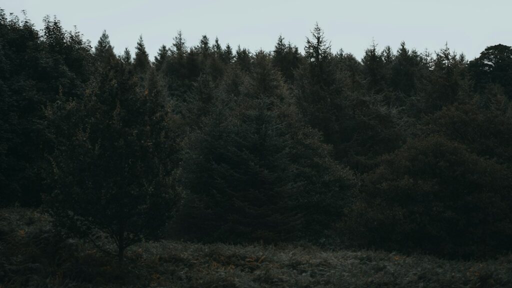 Dense evergreen forest under overcast sky.