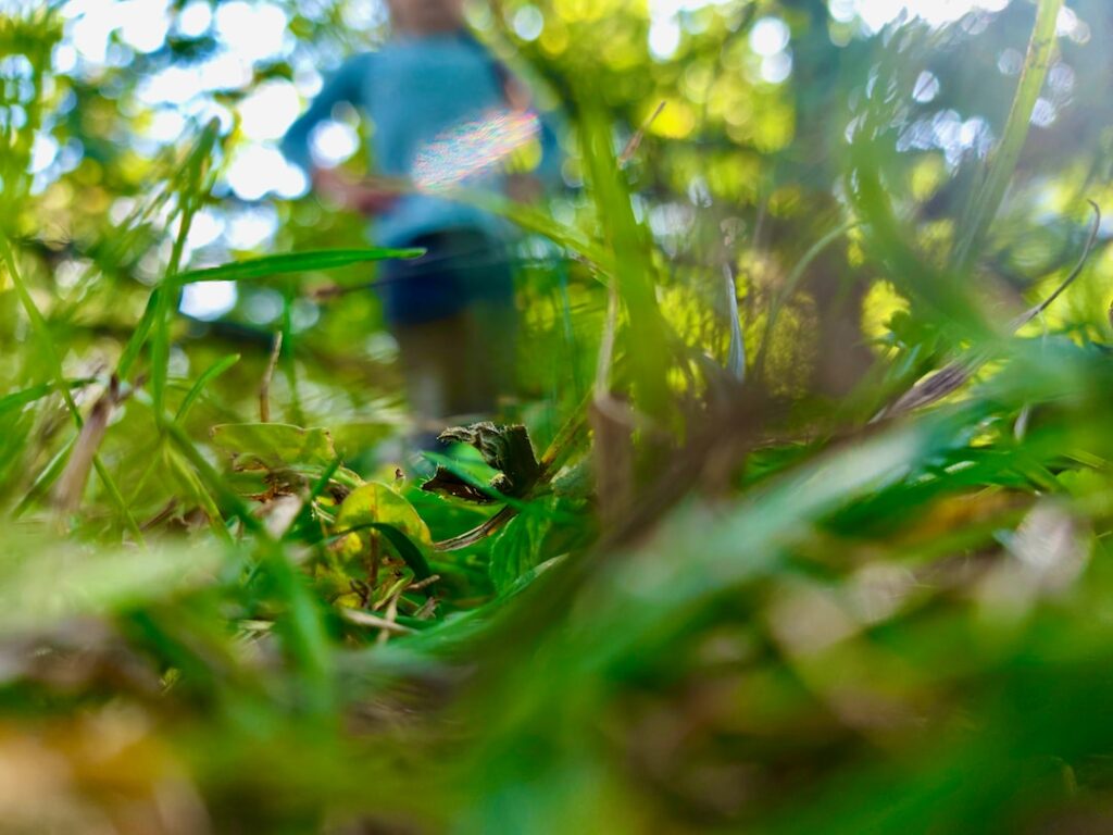 Close-up of green grass with blurred background.