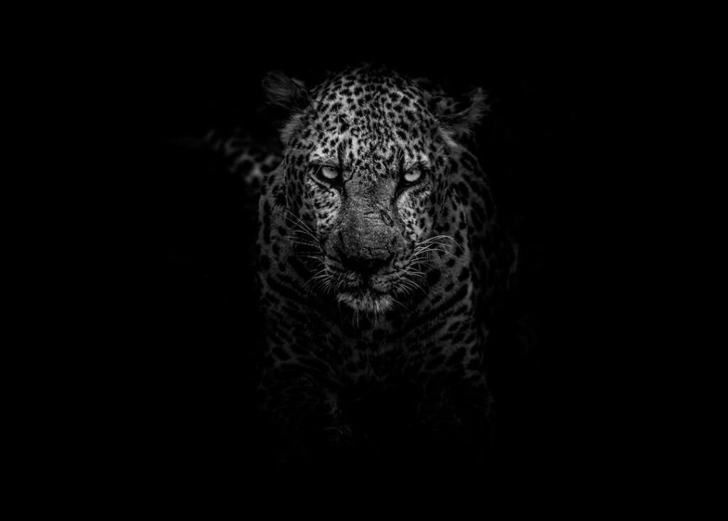 Intense black and white leopard portrait.